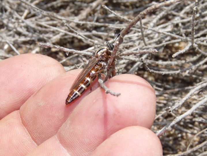 Dittero strano: Leptomydas sardous M e F (Mydidae)